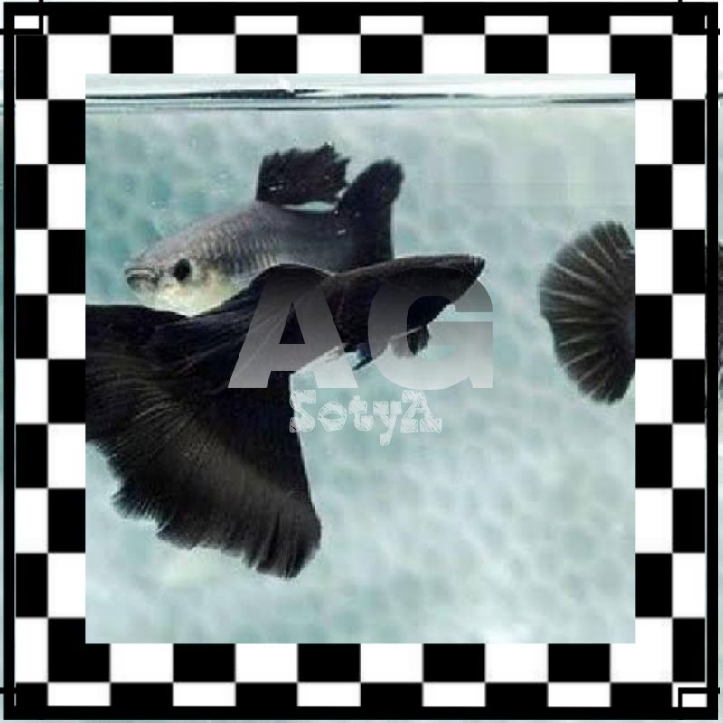 ISI AQUARIUM  ikan hias Guppy black Moscow sepasang