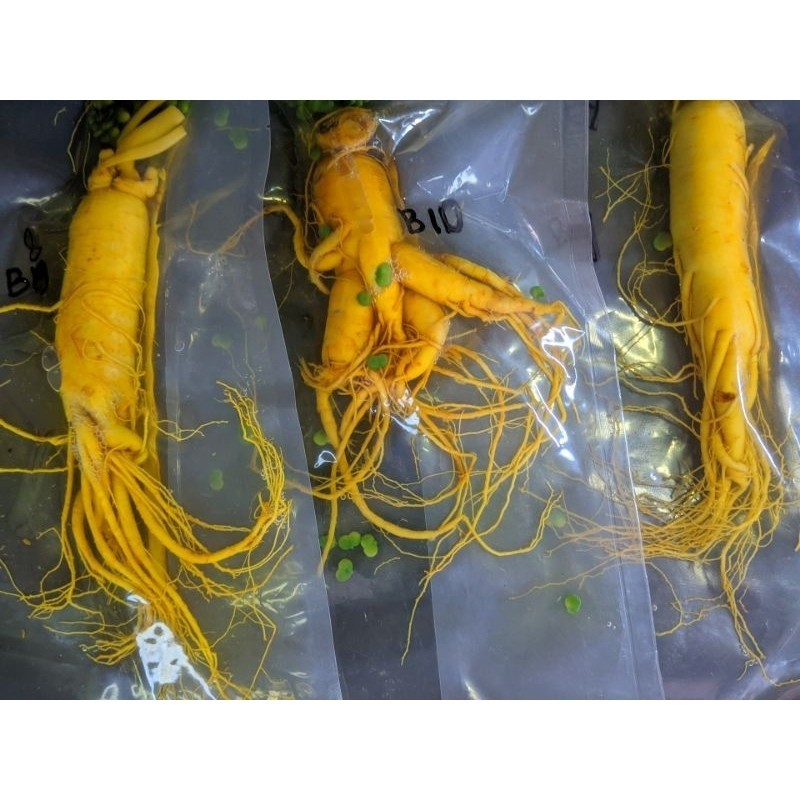 

Akar Ginseng 200 Gram grade A (cod)