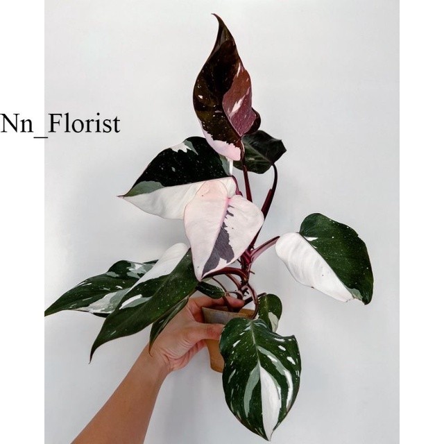 Tanaman Hias Philodendron Anderson Mewah / Philo White Andeson / pilo aderson variegata varigata var