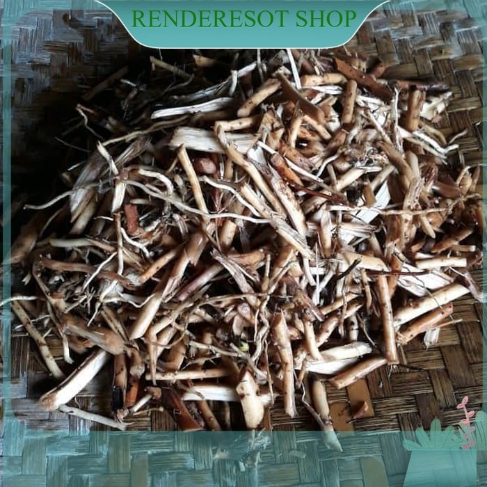 

Promo Jual Akar Pinang 300 gram - gratis kunyit 100 gram Kualitas Terbaik