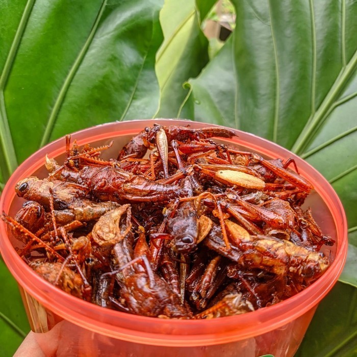 

belalang goreng besar rasa di jamin mantul...kress kress - pedas gurih