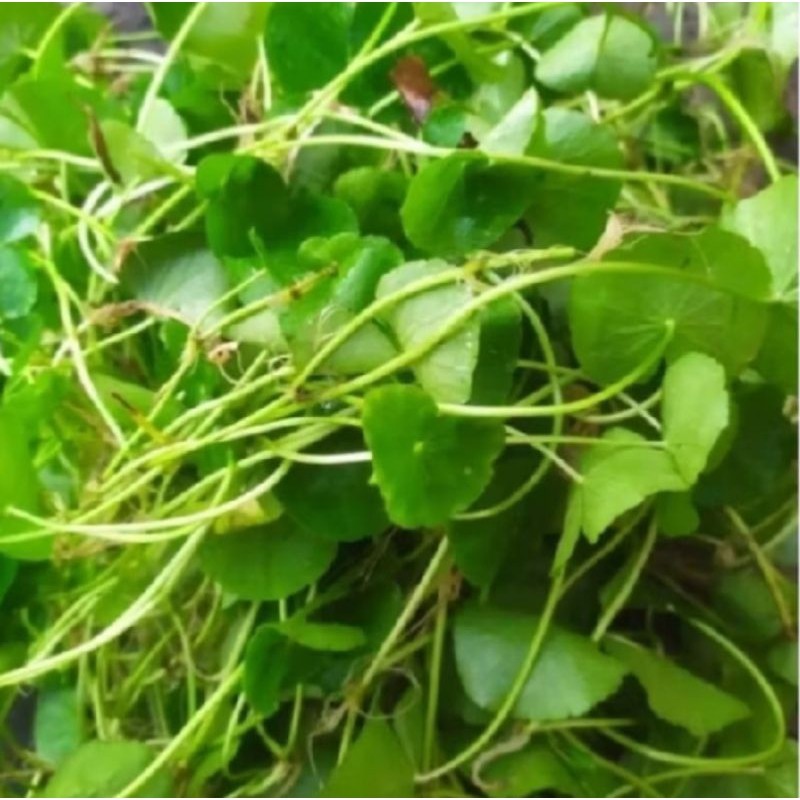 

Daun antanan pegagan segar 500gr