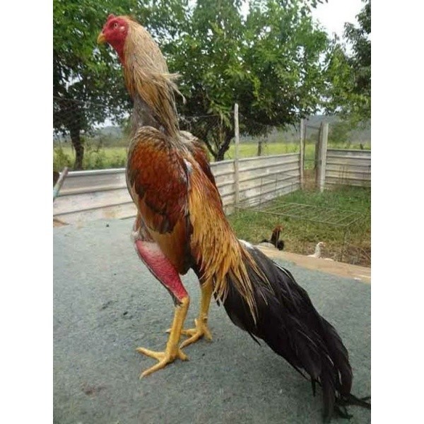 

TELUR AYAM BANGKOK WIRING SPEED UNTUK DI TETASKAN