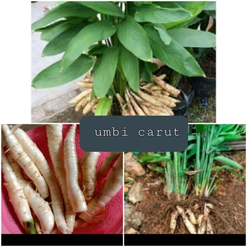 Bibit umbi garut unggul' tanaman umbi garut