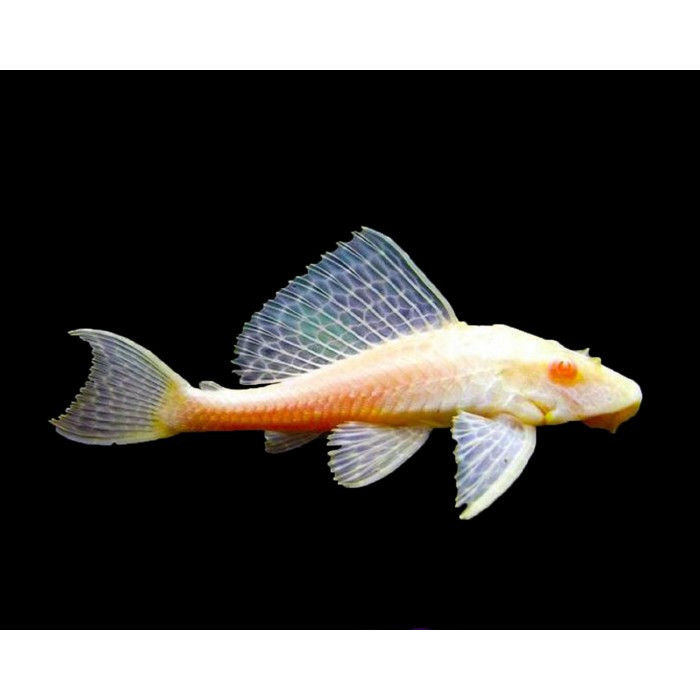 promo gacor Sapu Sapu Albino / Pembersih Aquarium / Algae Eater / Pemakan Lumut