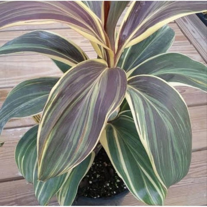 

Tanaman hias hanjuang andong varigata/cordyline . .