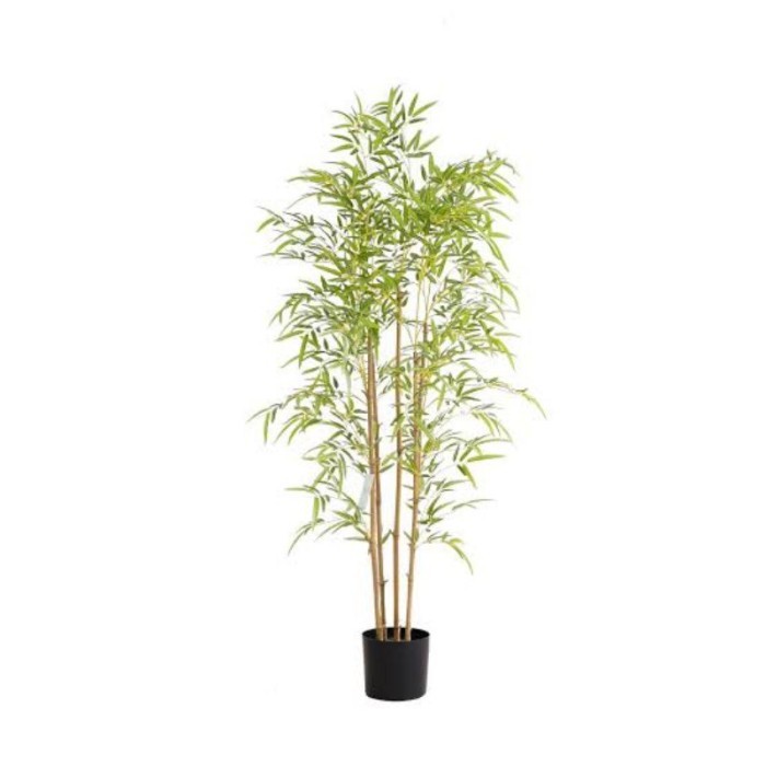 

Tanaman Bambu Kuning . .