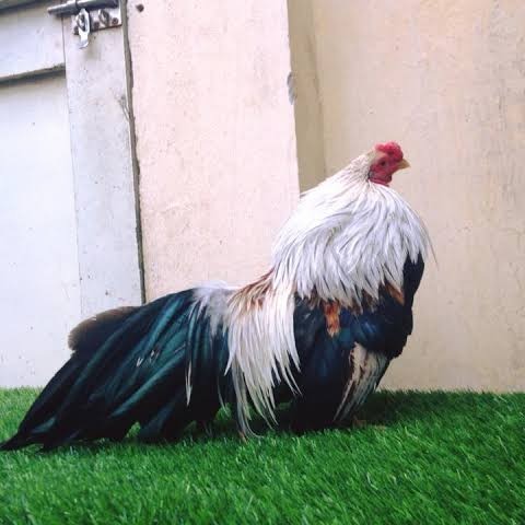 

Telur ayam hias ga tre than chau fertil untuk ditetaskan Langsung