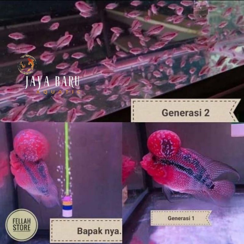 Perlengkapan aquarium Burayak ikan louhan / louhan SRD dan SRM ukuran 2-4 cm /ikan lohan highquality