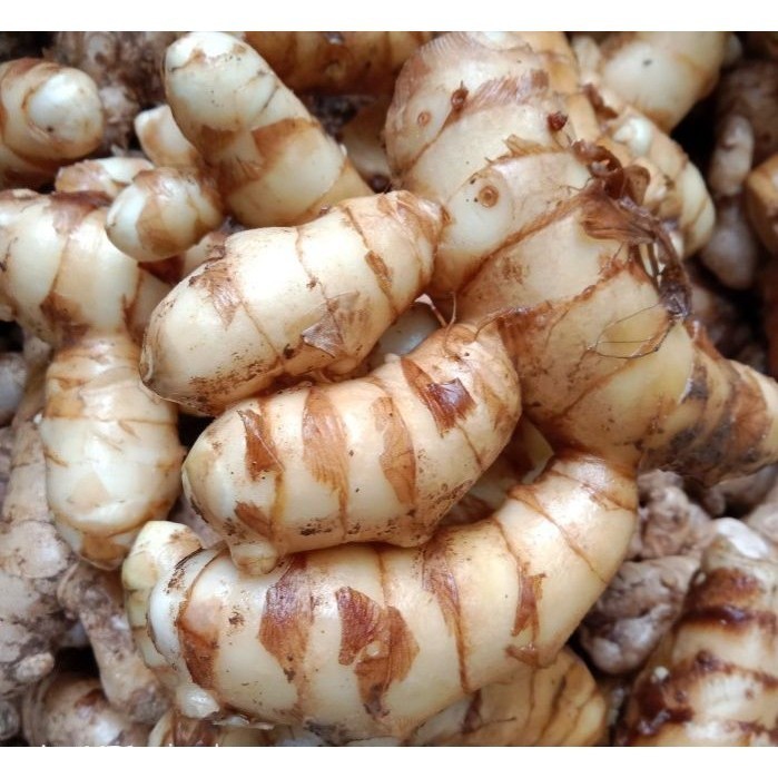 

Kunyit putih segar 1 kg fresh segar / bersih / di ambil langsung dari kebun