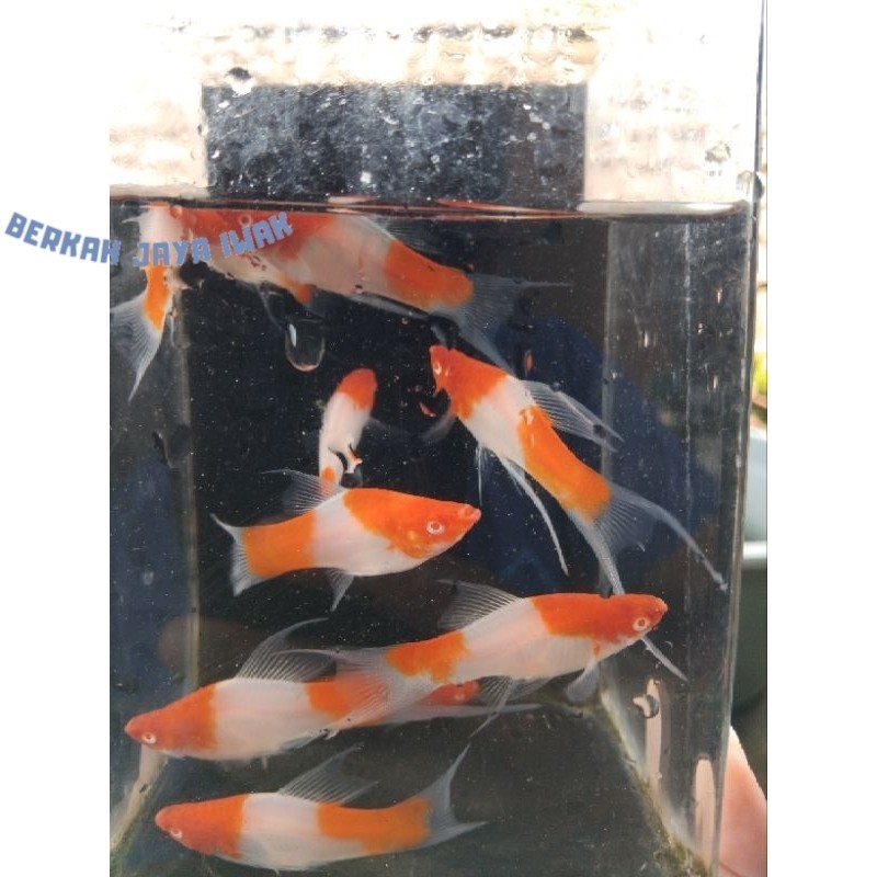 SUPER PROMO  kebutuhan akuarium Platy Kohaku Lyrtail/Cawang viral