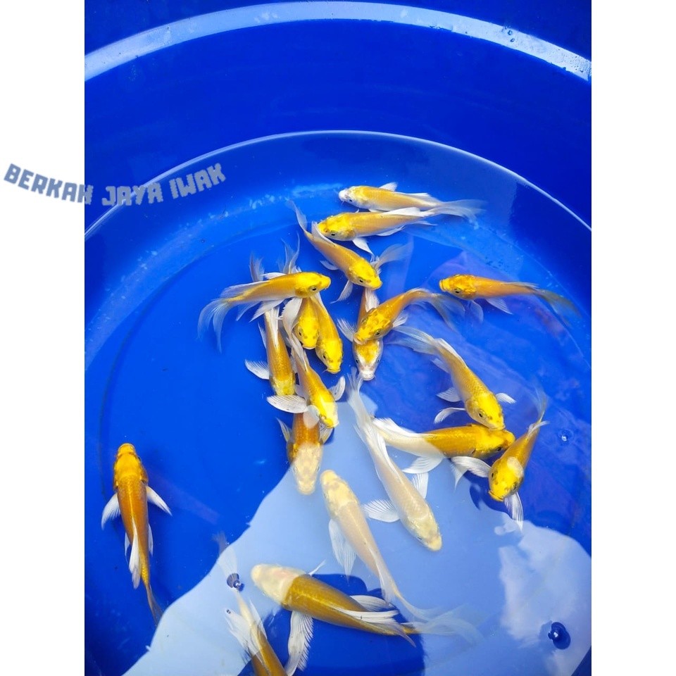 Pemanis aquascape Ikan koi ogon emas size 10-13 cm slayer COD