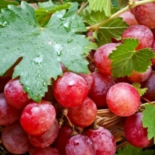 Tanaman Anggur Lokal merah stek batang