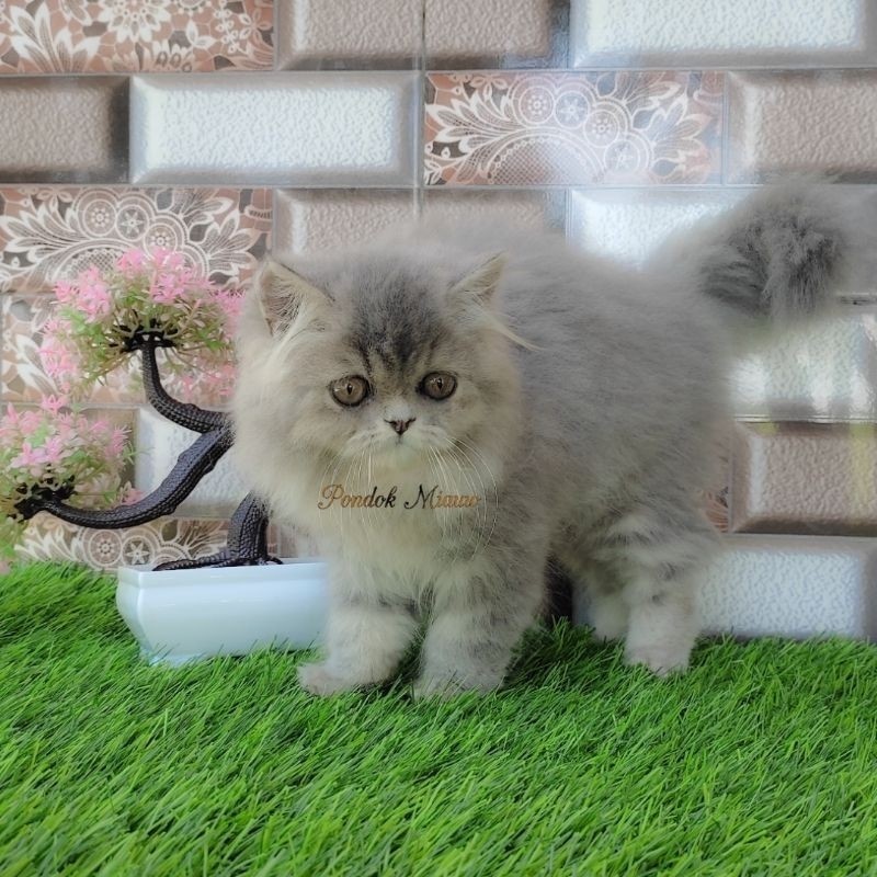Kucing Persia Anak Kucing Flatnose Blue Silver Simetris Peaknose Kitten Himalaya Ragdoll Munchkin Lucu Gembul