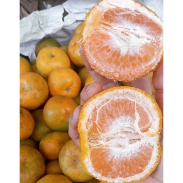 

JERUK MEDAN 1KG