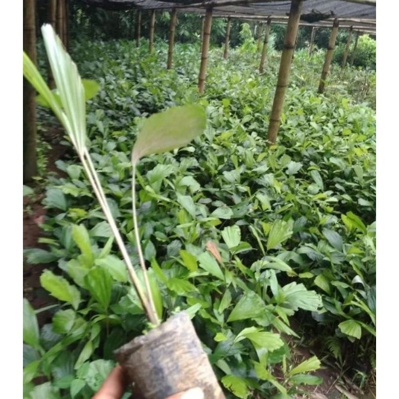 Paket 20 bibit Aren Genjah / Bibit Aren genjah / Bibit Pohon Aren Unggul ready