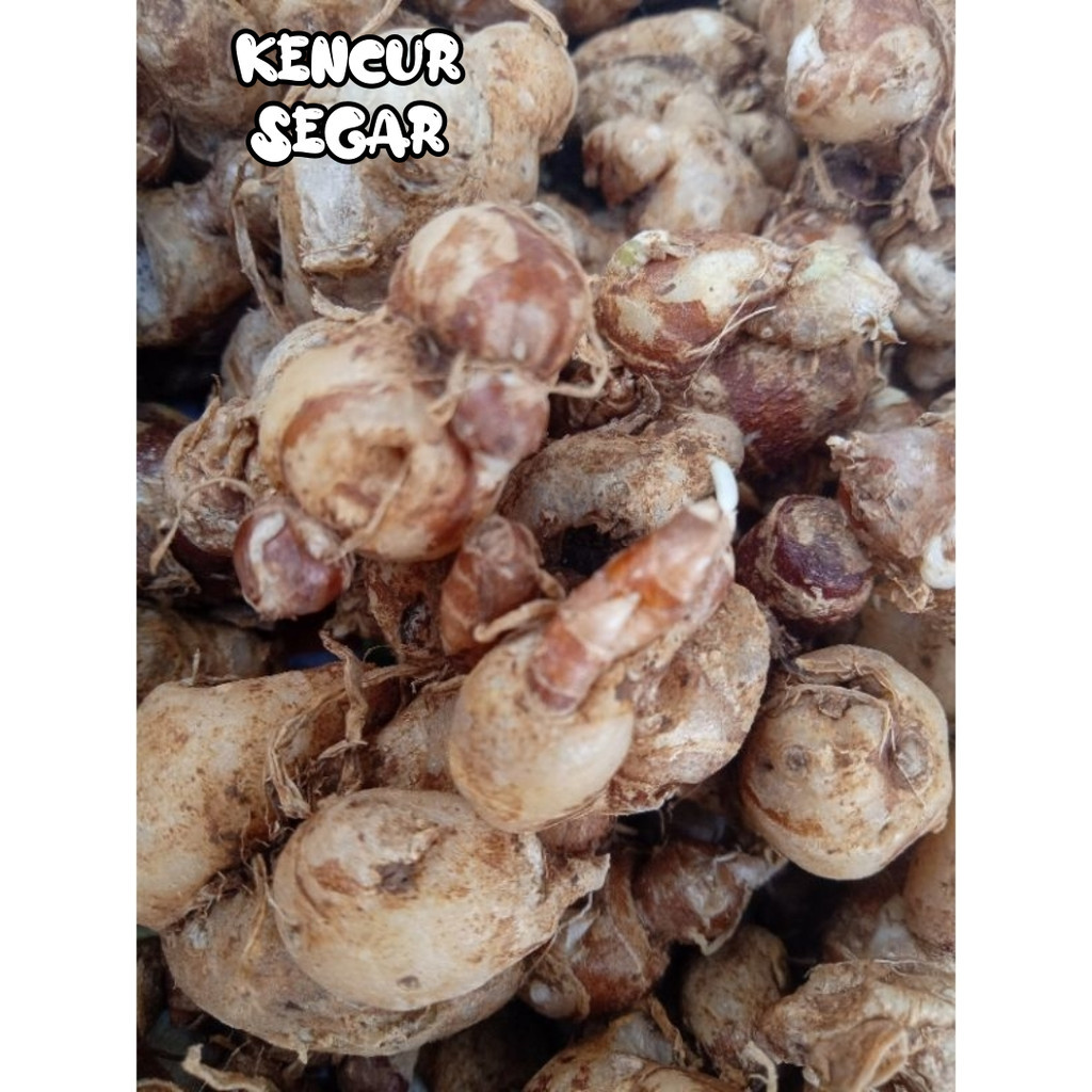 

kencur 500 gram kencur kering kencur segar kencur segar 1 kg