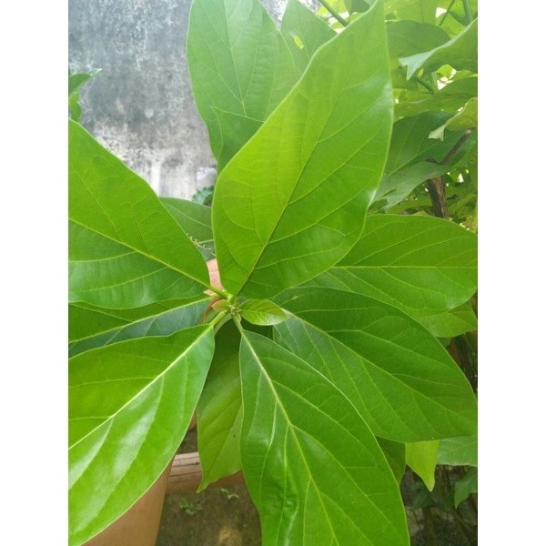 

Daun Alpukat Segar, Daun alpukat organik ,obat herbal alami 100 gram