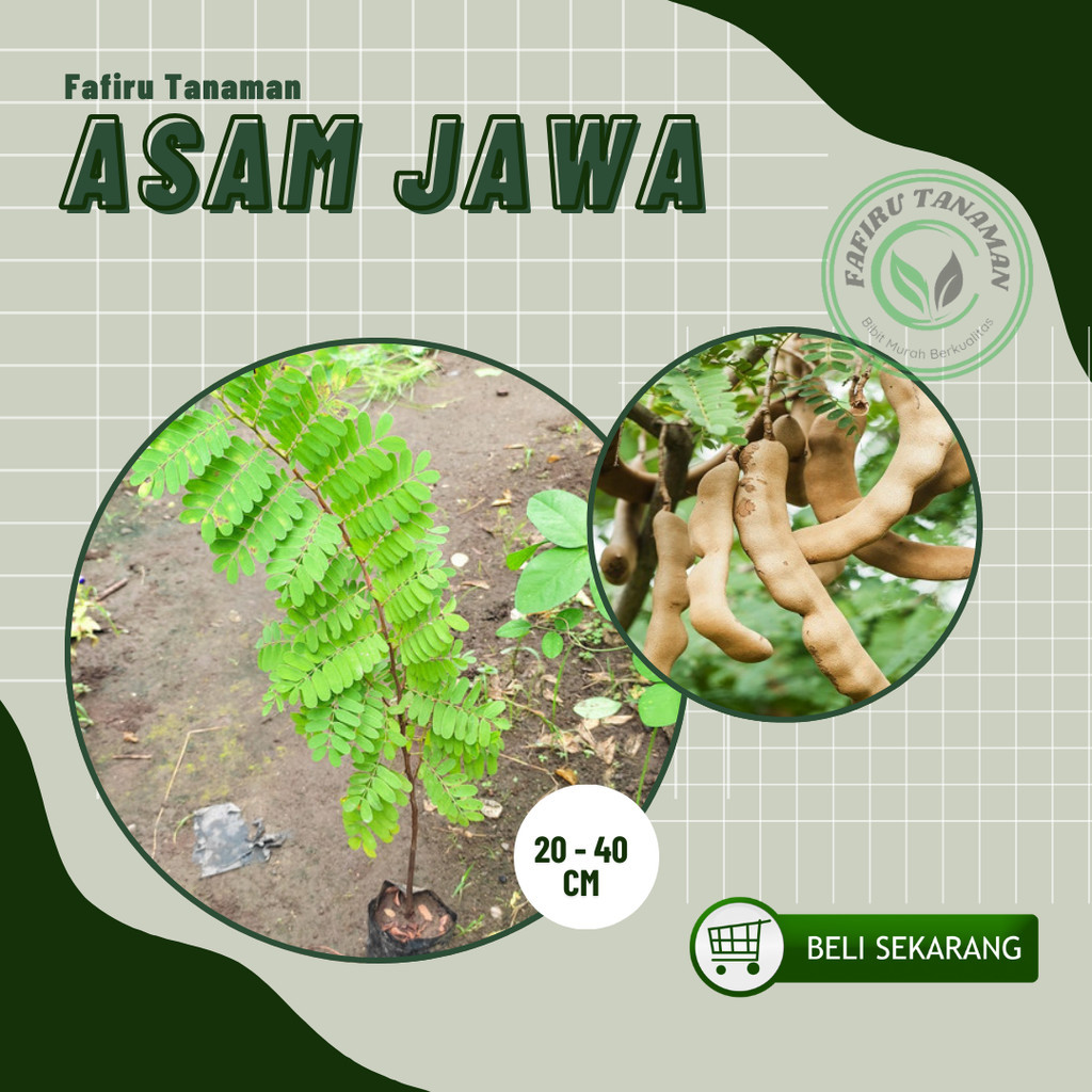 Bibit Tanaman Asem Jawa asam jawa bumbu masak