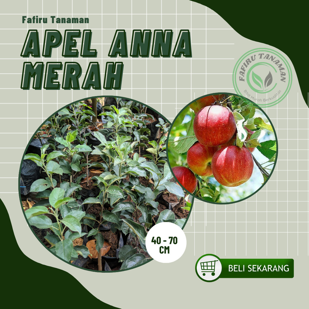 Bibit Tanaman Buah Apel Anna Siap Berbunga