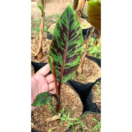 Pisang hias varigata merah blood banana (Musa acuminata var. zebrina)