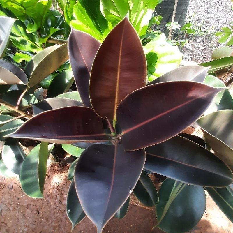 RUBBER PLANT tanaman hias ficus elastica ruby red pohon karet kebo merah