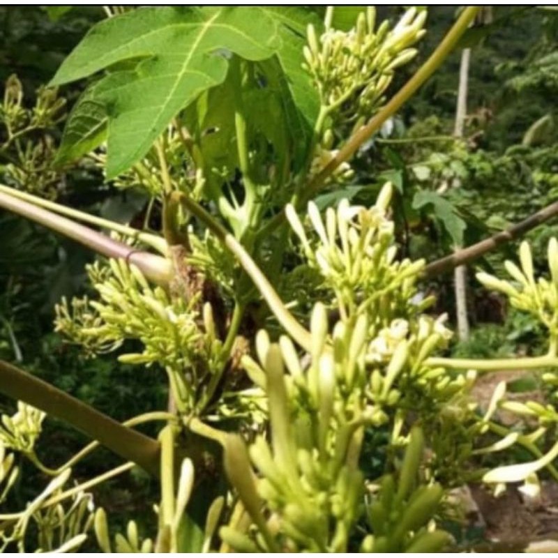 

bunga pepaya jantan fresh paket hemat 500 gram