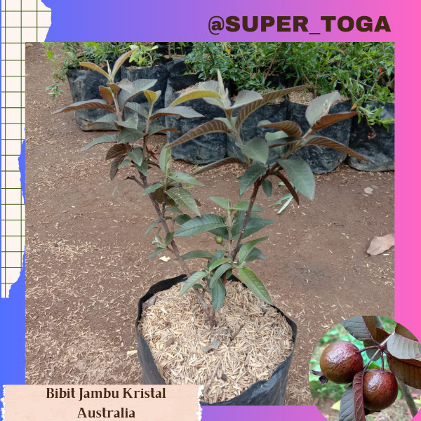 BIBIT JAMBU BIJI KERIKIL HITAM AUSTRALIA / JAMBU HIAS bibit jambu kristal australia bibit jambu mera