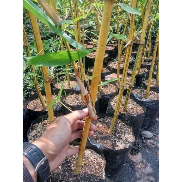 

Bibit Tanaman Bambu Kuning Siap Tanaman . .