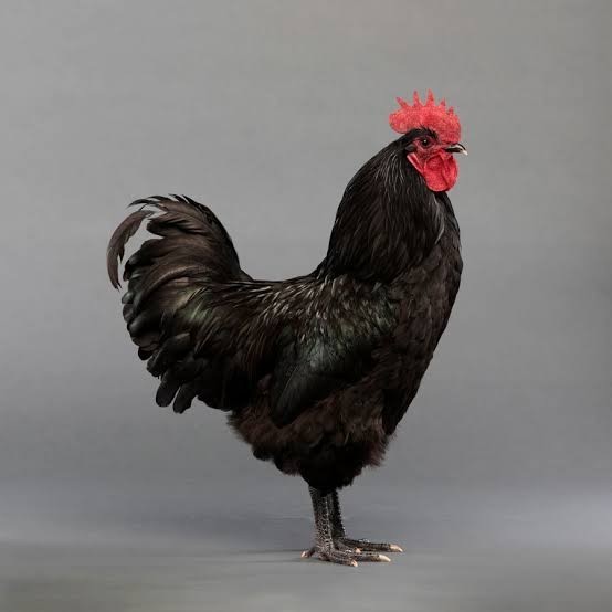 

Telur ayam hias black australorp fertil siap ditetaskan