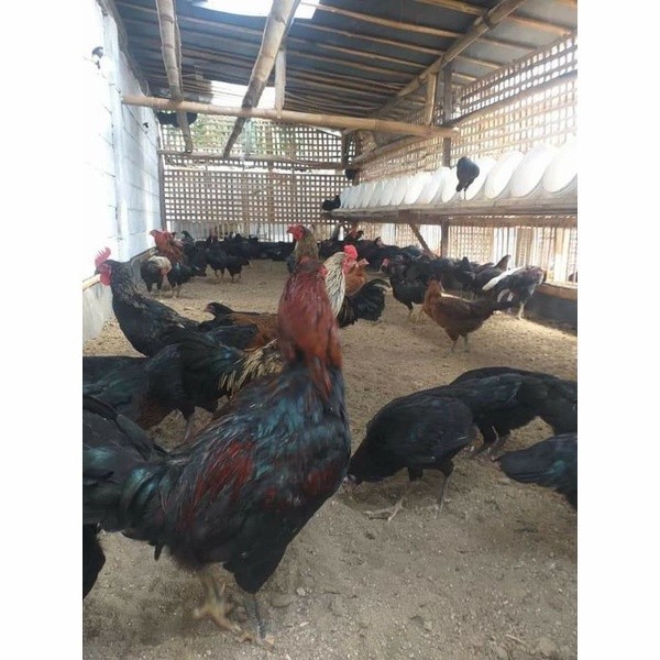 Telur ayam KUB petelur handal siap ditetaskan - telur ayam kub