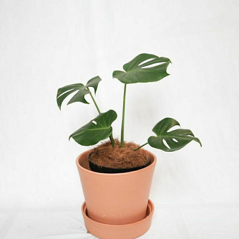 Tanaman Hias Monstera / Tanaman hias indor / Monstera