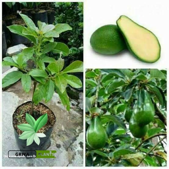 bibit alpukat non biji cepat berbuah tanaman apokat tanpa biji okulasi pohon alpukat sedless