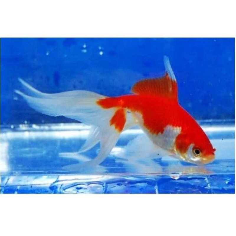 

cantik ( jawa )Ikan mas komet kualitas premium size 8-10cm