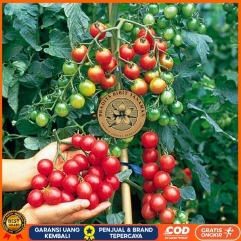 Bibit Tanaman Cerry Tomat / Ceri Tomat Rimbun Bibit Tanaman Super Unggul PRADITA BIBIT TANAMAN