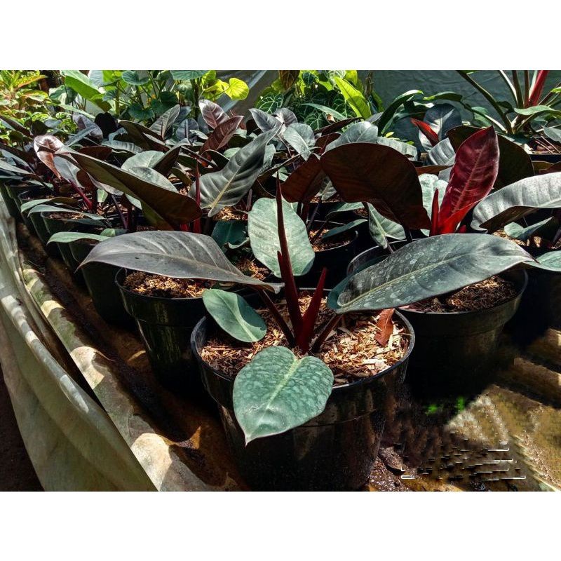 ( BISA COD ) PROMO Tanaman Hias Philo Black Cardinal Asli / Bunga Hias Philodendroon Black Kardinal 