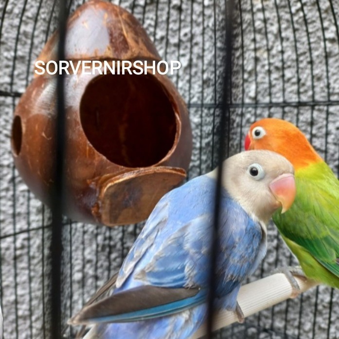 Glodok batok kelapa jembatan glodok bajing sarang burung lovebird