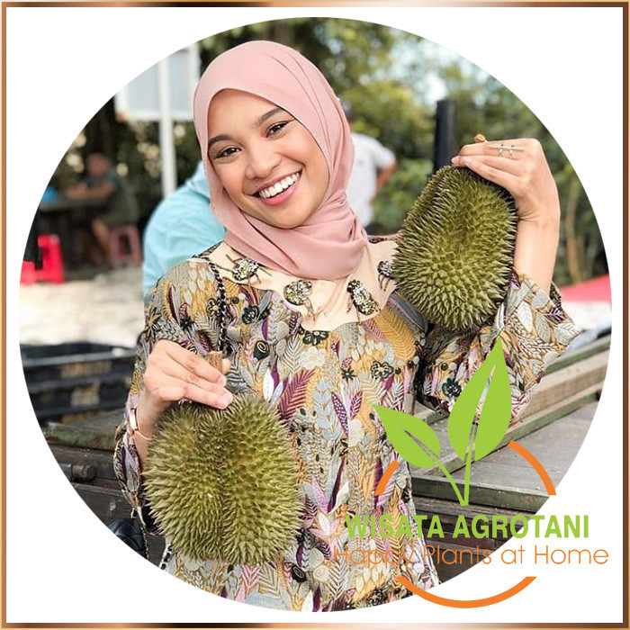 BIBIT DURIAN MONTONG 40-60cm OKULASI KAKI 3 DUREN TANAMAN BUAH SUPER UNGGUL BB