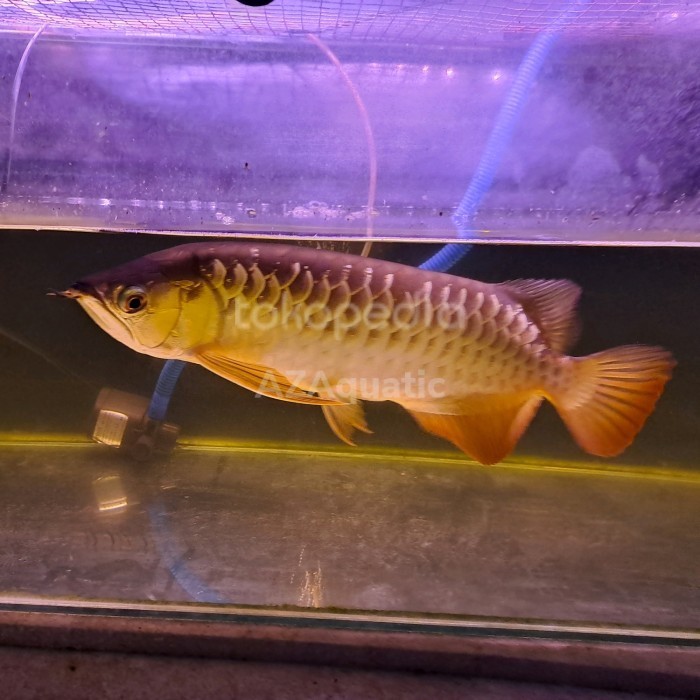 Ikan Hias Arwana Golden Red RTG Red Tail Golden + Sertifikat Chip Fish