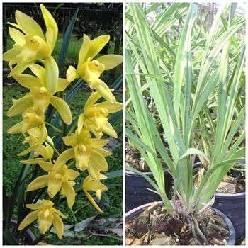 Anggrek tanah Golden Boy Cymbidium