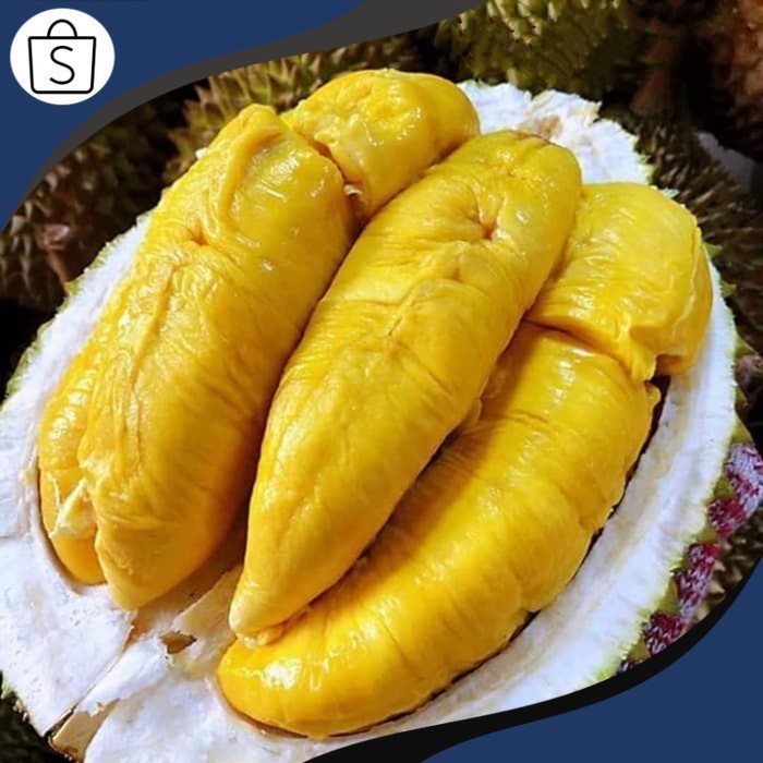 Readyy Bibit Tanaman Durian Bawor Kaki 3 tinggi 1 meter