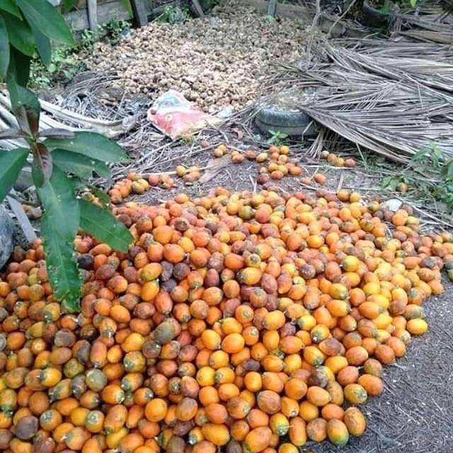 

Jambe atau jebuk atau pinang Kualitas Terbaik