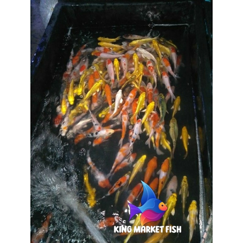 Perlengkapan kolam Paket 10 Ekor Bibit 6-7 cm Ikan Koi Ekor Kohaku Sanke Showa Tancho bergaransi