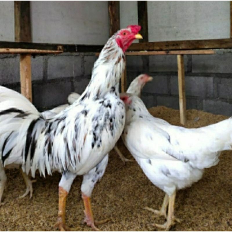 

TELUR AYAM SENSI PS BALITBANG UNTUK DI TETASKAN