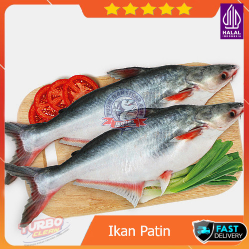 

IKAN PATIN SEGAR PREMIUM FAST DELIVERY