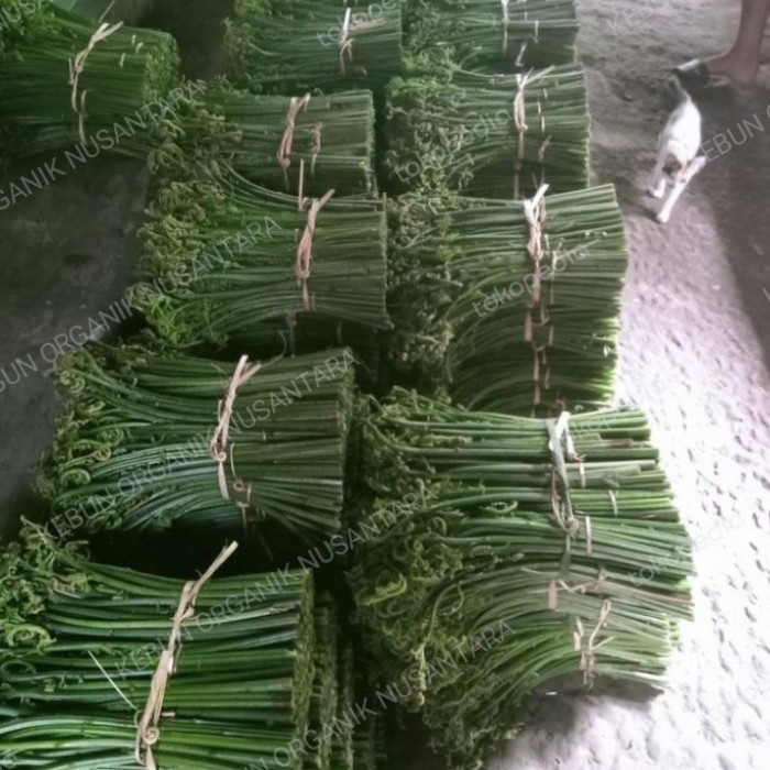 

Pakis sayur segar per 500g