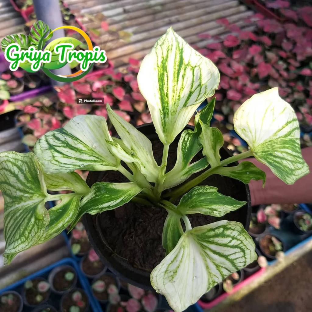 Bunga Hias Caladium Garuda Putih /  Caladium Red Ceria / Jaguar / Keladi Anggur Merah /Bibit Bukan B