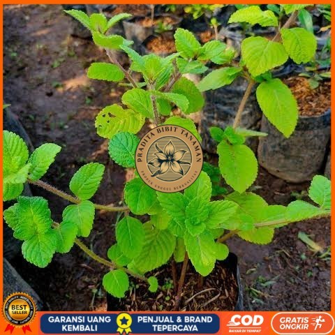 Bibit Cincau Hitam Asli | Bibit Tanaman Cincau Hitam Janggelan Bibit Tanaman Super Unggul PRADITA BI