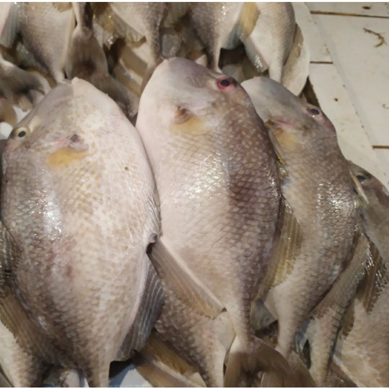 

Ikan Entong / Ikan Jebong / Ikan Ayam / Ikan Kambing Fresh 1.0kg - BEST Fresh Food