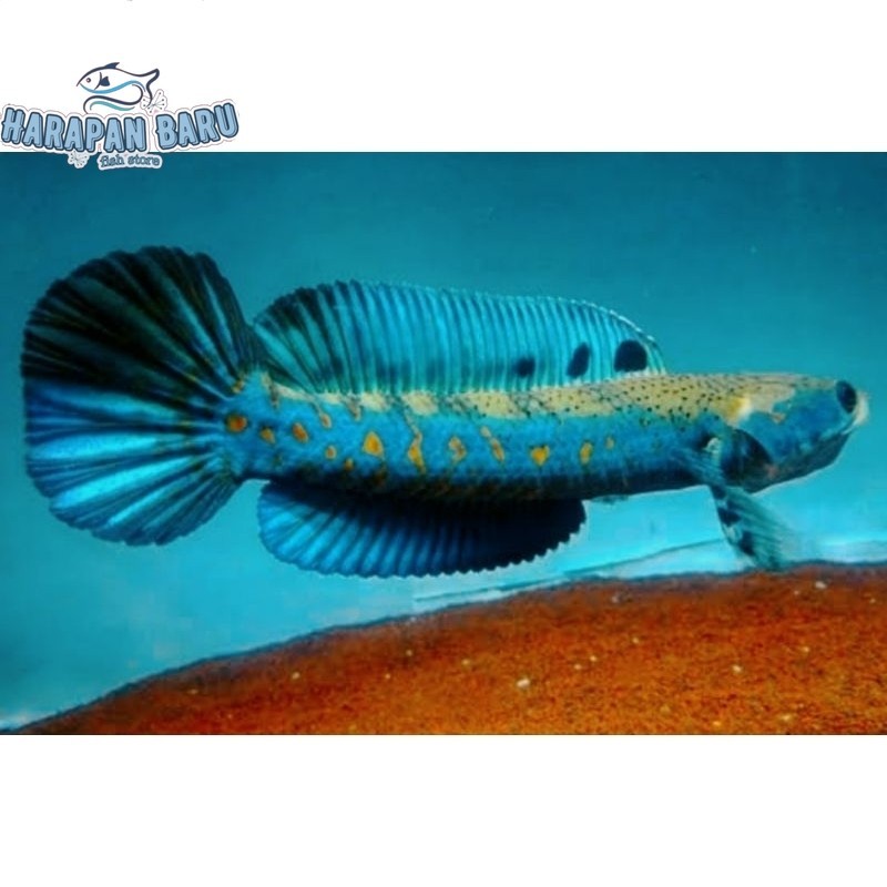 Pemanis akuarium blue pulchra size 11-14cm single tank bonus stiker Bisa cod